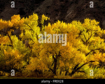 Pappeln in Herbstfarben. Capital Reef National Park, Utah Stockfoto