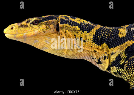 Philippinischen Wasser-Monitor (Varanus Cumingi) Stockfoto