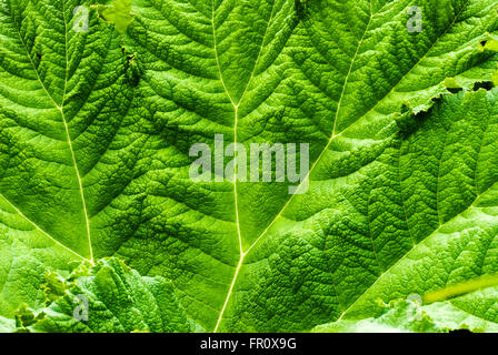 Nahaufnahme eines Gunnera manicata Blatt. Stockfoto