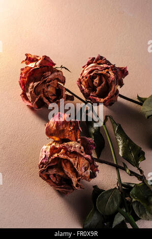 Alten verblichenen Rosen auf einem strukturierten Hintergrund. Stockfoto