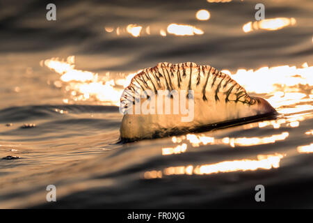 Atlantic portugiesischer Mann o Krieg (Physalia Physalis) schwimmend im Meer bei Sonnenuntergang, Galveston, Texas, USA Stockfoto