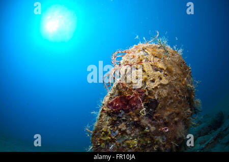 Riese Shell eingetaucht in den Sand unter dem Meer Stockfoto