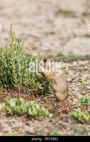 White-tailed Prairie Dog juvenile ernähren sich von Grassamen in der Nähe seiner Höhle in Grand County in Utah im Frühjahr. Stockfoto