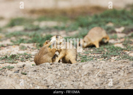 Zwei Seeadler Präriehund Jugendliche spielen wrestling außerhalb ihrer Höhle im Grand County, Utah im Frühjahr. Stockfoto