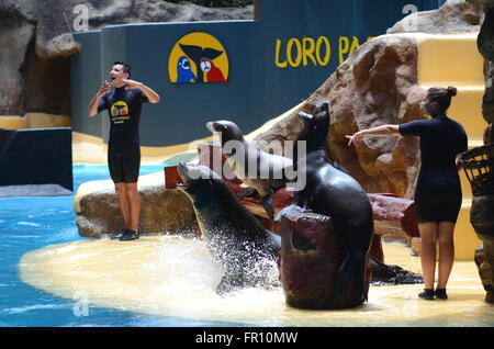 Seelöwen-show im Loro Parque in Puerto De La Cruz auf Teneriffa, Spanien Stockfoto