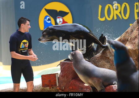 Seelöwen-show im Loro Parque in Puerto De La Cruz auf Teneriffa, Spanien Stockfoto