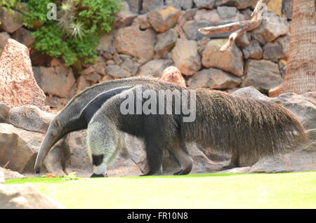 Großer Ameisenbär im Loro Parque in Puerto De La Cruz auf Teneriffa, Kanarische Inseln, Spanien Stockfoto