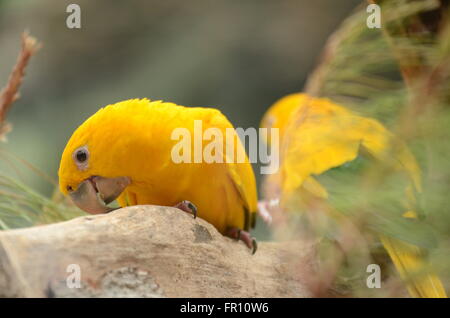 Schöne Papageien im Loro Parque in Puerto De La Cruz auf Teneriffa, Kanarische Inseln, Spanien Stockfoto