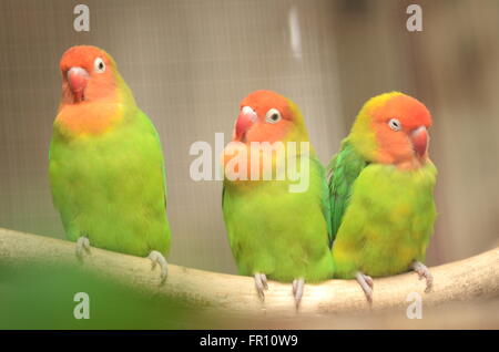 Schöne Papageien im Loro Parque in Puerto De La Cruz auf Teneriffa, Kanarische Inseln, Spanien Stockfoto