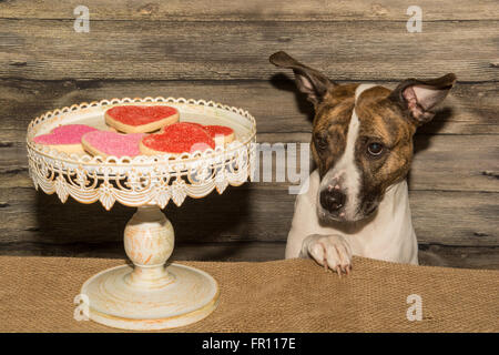 Hund, betteln um Urlaub Cookies Stockfoto