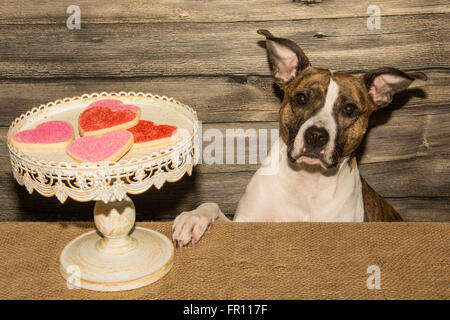 Hund, betteln um Urlaub Cookies Stockfoto