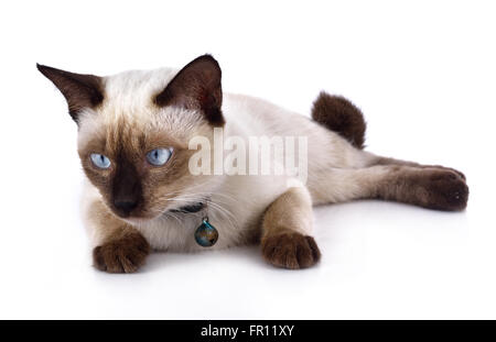 eine thai Katze ist eine traditionelle oder altmodische siamesische Katze Stockfoto