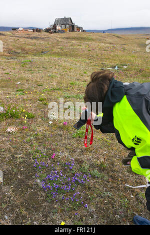 Touristen fotografieren Boreal-Jakobsleiter (Polemonium Boreale), Wrangel Island, Tschuktschensee, russischen Fernen Osten Stockfoto