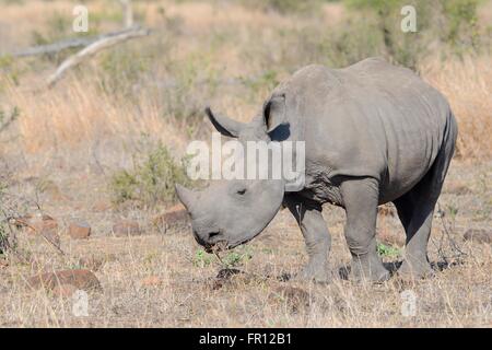 Breitmaulnashorn oder Square-lippige Rhinoceros (Ceratotherium Simum), jung, Weiden, Krüger Nationalpark, Südafrika, Afrika Stockfoto