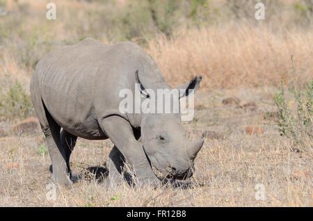 Breitmaulnashorn oder Square-lippige Rhinoceros (Ceratotherium Simum), jung, Nahrungssuche, Krüger Nationalpark, Südafrika, Afrika Stockfoto