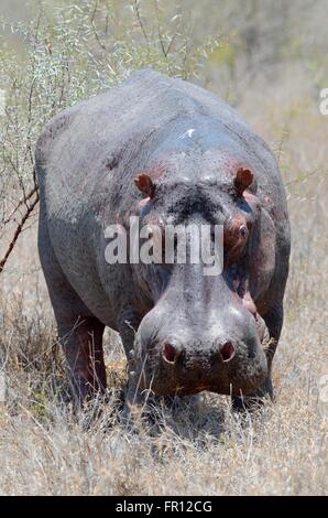 Flusspferd (Hippopotamus Amphibius), Männchen, Schwitzen, in Trockenrasen, Krüger Nationalpark, Südafrika, Afrika Stockfoto