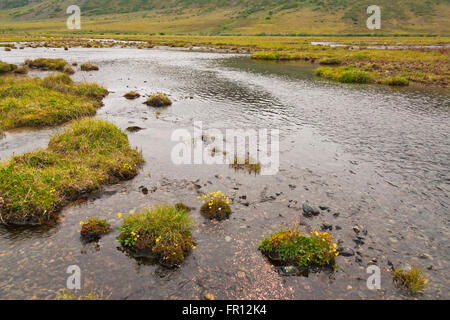 Pflanzen und Gletscherfluss des Tundra, Yttygran Insel, Beringmeer, Russlands Fernen Osten Stockfoto