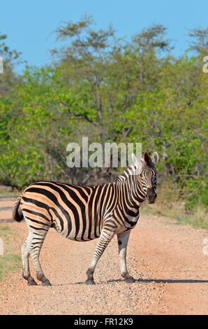 Burchell Zebra oder Ebenen Zebra (Equus Quagga), stehend auf einem Gravel Road, Krüger Nationalpark, Südafrika, Afrika Stockfoto