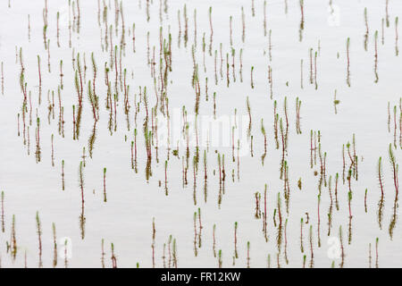 Pflanzen Sie in Fernost Gletscher Fluss, Yttygran Insel, Beringmeer, Russland Stockfoto