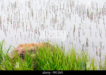 Pflanzen und Felsen in Fernost Gletscher Fluss, Yttygran Insel, Beringmeer, Russland Stockfoto