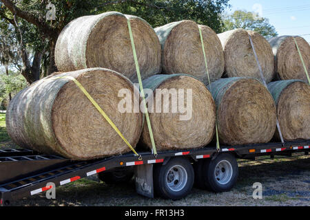 Florida San Antonio, Heu, Ballen, Rollen, festgebunden, LKW-Anhänger, Flachbett, FL160213005 Stockfoto