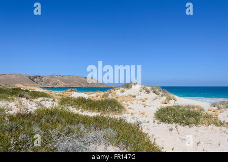 Küstenvegetation, Red Bluff, Point Quobba, in der Nähe von Carnarvon, Coral Coast, Gascoyne Region, Western Australia, WA, Australien Stockfoto