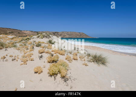 Küstenvegetation, Red Bluff, Point Quobba, in der Nähe von Carnarvon, Coral Coast, Gascoyne Region, Western Australia, WA, Australien Stockfoto