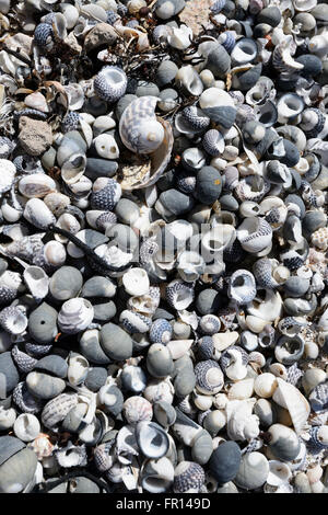 Muscheln am Strand, Südaustralien Stockfoto