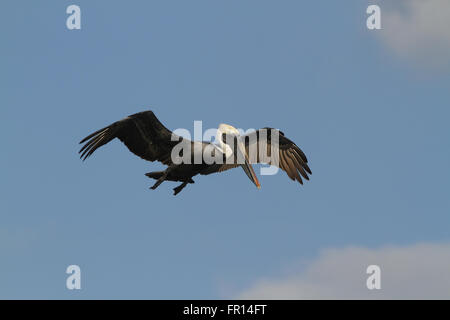 Brauner Pelikan im Flug Stockfoto