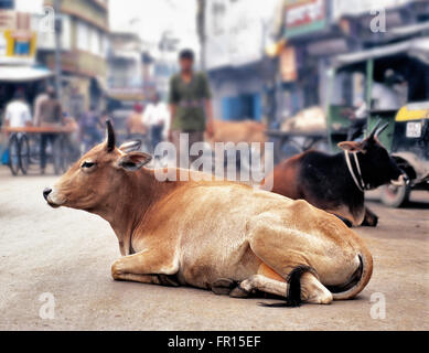 Eine Kuh ruht in der Mitte der Straße, Menschen herumlaufen in Manali, Indien am 31. Dezember 2003 Stockfoto