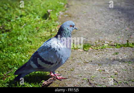 Nahaufnahme einer graue Taube zu Fuß auf dem Boden im park Stockfoto