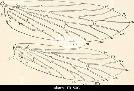 Ein Lehrbuch der Entomologie, einschließlich der Anatomie, Physiologie, Embryologie und Metamorphosen von Insekten, für den Einsatz in landwirtschaftlichen und technischen Schulen und Hochschulen sowie von der Arbeit Entomologe Stockfoto