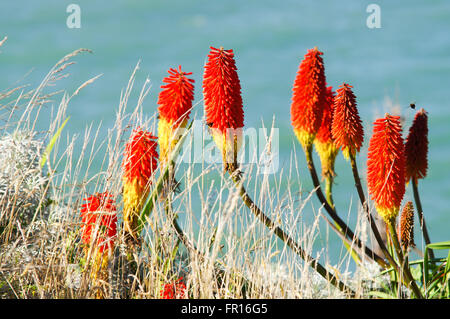 Hummeln Summen um rote heiße Poker Blumen in Riverton, Neuseeland Stockfoto