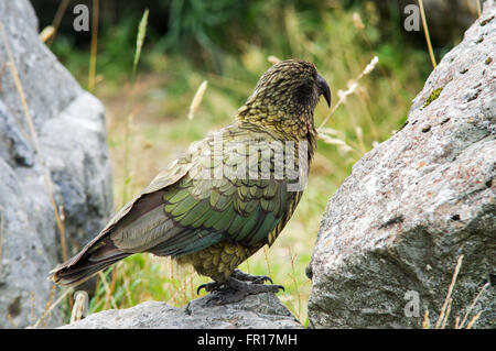 Endemische Kea - Arthurs Pass, Südinsel, Neuseeland Stockfoto