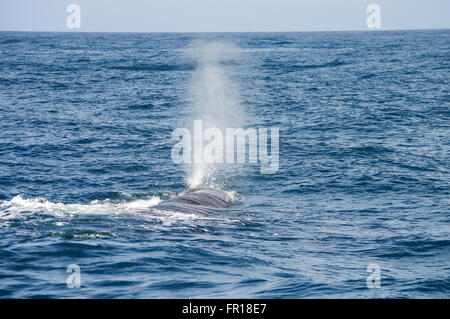 Pottwal in Kaikoura, Neuseeland Stockfoto