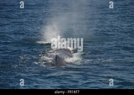 Pottwal in Kaikoura, Neuseeland Stockfoto