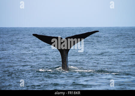 Pottwal in Kaikoura, Neuseeland Stockfoto