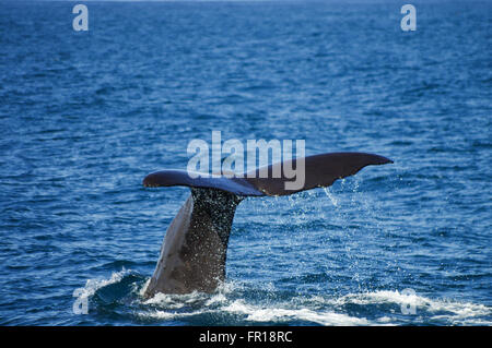 Pottwal in Kaikoura, Neuseeland Stockfoto