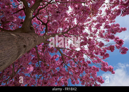 Magentafarbene Blüten der Judasbaum (Cercis Siliquastrum), fotografiert in Israel Stockfoto