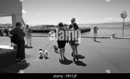 Menschen am Wellington Harbour Front am Wochenende mit Hunden Stockfoto