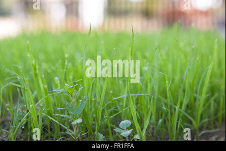 Nahaufnahme von frischen dicken Rasen mit Wassertropfen in den frühen Morgenstunden Stockfoto