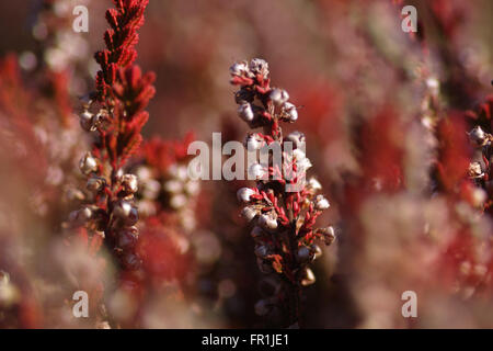 rote Heide - Erica Stockfoto