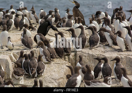 Eine Kolonie von Trottellummen und einige Shags auf den Farne Islands, Northumberland in der Brutzeit Stockfoto