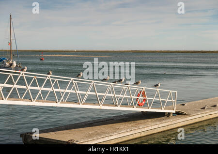 Olhao, Algarve, Südportugal, Europa, Atlantik, Ocean, sonnig, horizontale, portugiesische, Hafen, Meer, Tourismus, Außenseite, im Freien, Stockfoto