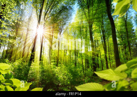 Malerischen Wald von frischen grünen Laubbäumen umrahmt von Blätter, mit der Sonne Gießen ihre warmen Strahlen durch das Laub Stockfoto