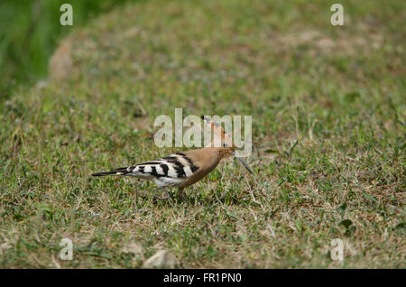 Wiedehopf Upupa Epops, Fütterung auf Wiese, Spanien. Stockfoto