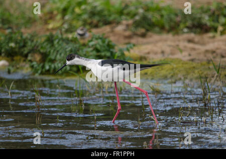 Stelzenläufer, gemeinsame Stelzenläufer oder pied Stilt Fütterung entlang, Spanien Stockfoto