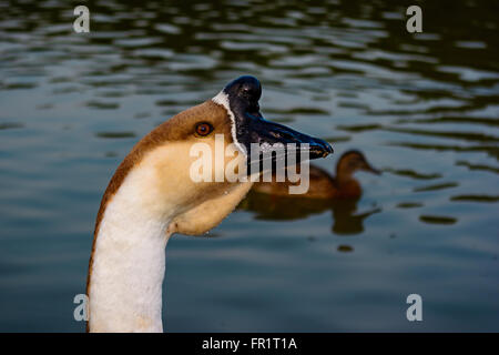 Chinesische Swan Goose am Rand des Teiches. Profil von Kopf-Hals mit dunkelblaue Wasser Hintergrund. Wassertropfen auf Kopf und Schnabel. Stockfoto