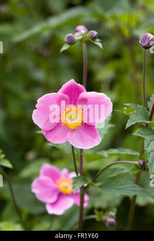 Anemone Hupehensis 'Hadspen Fülle' Blume. Stockfoto