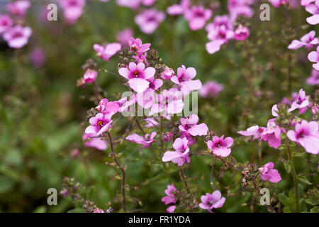 Diascia "Flieder Belle" Blumen. Stockfoto